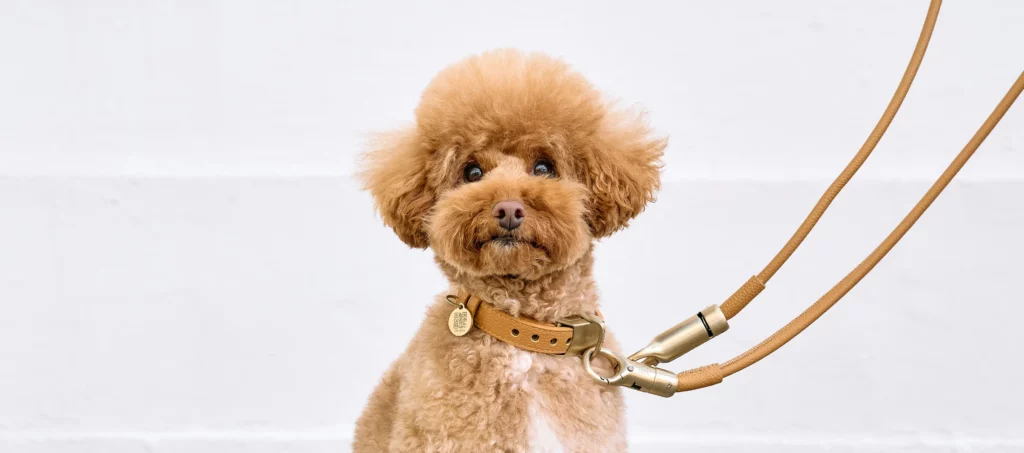 Product photography of the award winning Outerspace designed dog collar and leash for Dogloc. Dogloc is an integrated dog locking system designed to securely lock your pet for brief periods of time. Integrated Security cable, and barrell lock. Stress and break tested.